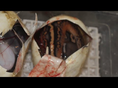 Crazy triple het! Holy grail project! Clutch 08-24 #ballpython #snake #reptiles