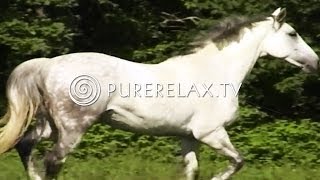 Relaxation for Children - Quiet, Harmony, Instrumental Music - HORSES