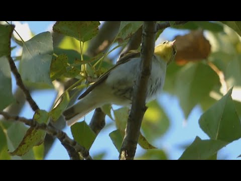Ptice Hrvatske - Šumski zviždak (Phylloscopus sibilatrix) (Birds of Croatia - Wood Warbler) (1/1)