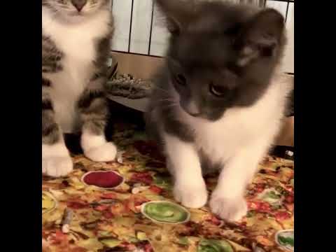 Harley, an adoptable Domestic Short Hair Mix in Brooklyn, NY_image-1