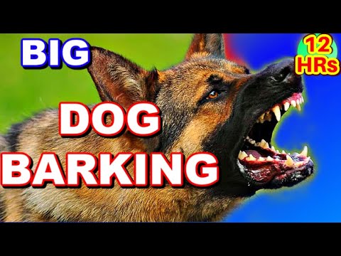 Dog barking 12 HOURS