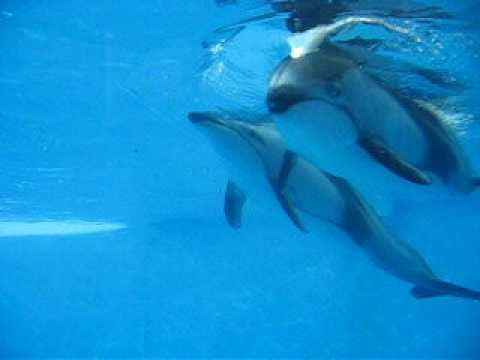 God Help The Girl / Come Monday Night