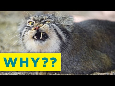 この猫は意味をなさない (This Cat Makes No Sense)