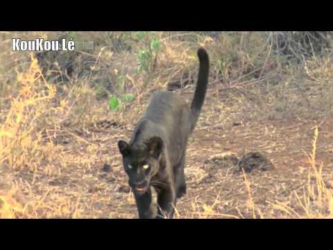 FREDERIC GALLIANO And THE AFRICAN DIVAS - Koukou Lé