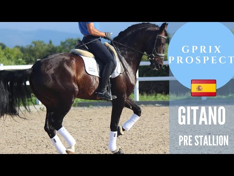 GITANO • TOP DRESSAGE HORSE PRE FOR SALE · GPRIX PROSPECT