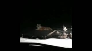 Тигр в с.Тихоречное