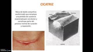 Semiología de piel, mucosas y anexos (Parte 1)