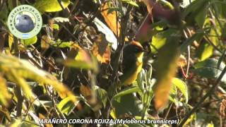 preview picture of video 'ARANIERO CORONA ROJIZA Myioborus brunniceps'