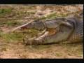Crocodile Hunter Super Croc Part 4 5