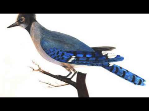 Blue Jay Call