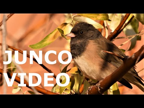 Strnádlik sivý (Junco hyemalis) — spev a hlas v prírode