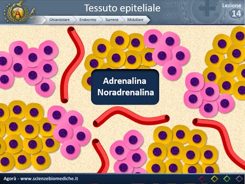 Istologia 14 - Endocrino - Reni e surreni