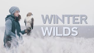 Red-Tailed Hawk Winter Hunting in 5K!