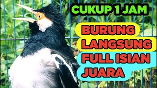 Download lagu Burung Jalak Suren Jantan Gacor Memanggil Betina Full Isian Cililin Tengkek mp3