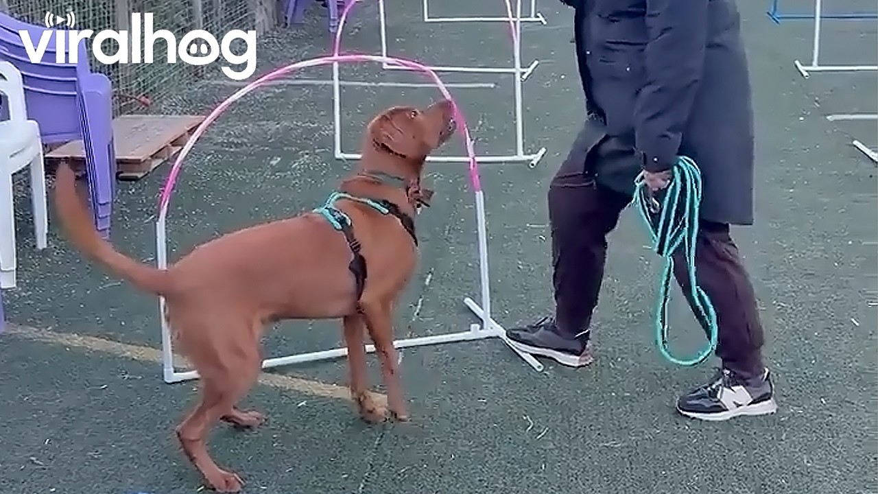 Dog Crashes Through Agility Course || ViralHog