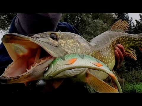 Yolo Shad Quantum Underwater Footage + Big Pike caught