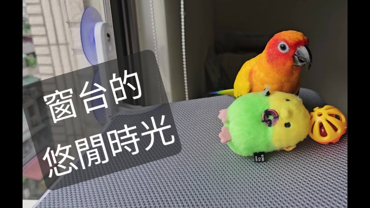 2024-08-21 [看看棒棒今天在做什麼呀]  悠閒的窗台時光