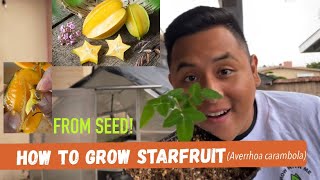 How to germinate starfruit (Averrhoa carambola) seeds | 100% GERMINATION SUCCESS RATE