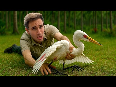 I RESCUED a Bird That Was INJURED & ATTACKED! 