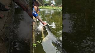 Monster Fish Alert!!! (Arapaima) #monster #fish #thailand #fishing #crazy #funny #feeding #arapaima