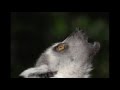 Lemur Sounds