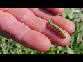 Who Is Eating My Brussels Sprouts Caterpillars In Action