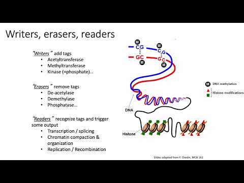 (2022) MCB 182 Lecture 5 - Epigenomes