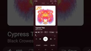 Cypress Tree #blackcrowes #musiclyrics #seedoftheday #motivation