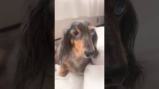 寝起きのネルくん🐶 #ミニチュアダックスフンド #眠る #dachshund
