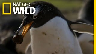 Penguin Love Story | Symphony For Our World