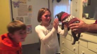 Christmas Puppy Surprise Blue French Bulldog Reveal Girl Cries