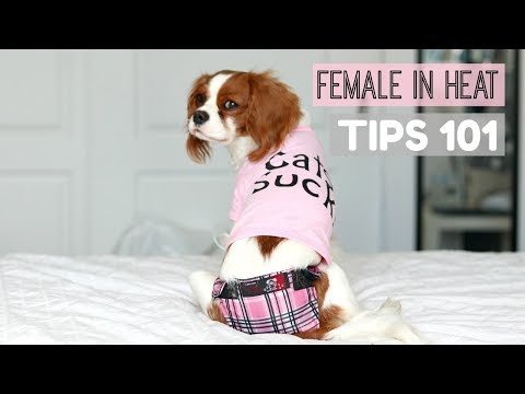 2nd YouTube video about how to keep house clean when dog is in heat