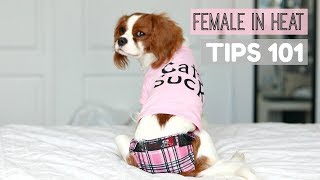 FEMALE DOG IN HEAT | TIPS 101 | What to do | Herky the Cavalier