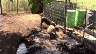 CHANGES ARE COMING!?! I Have Never Had My Pigs Do This So Bad Before!?!