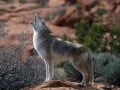Nocturnal Animals By Jordan Del Olmo 2829