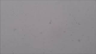 Kate Bush - Snowflake