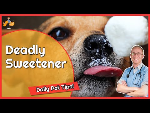 Dog Xylitol Poisoning - Sweeteners can Kill - Daily Pet Tips