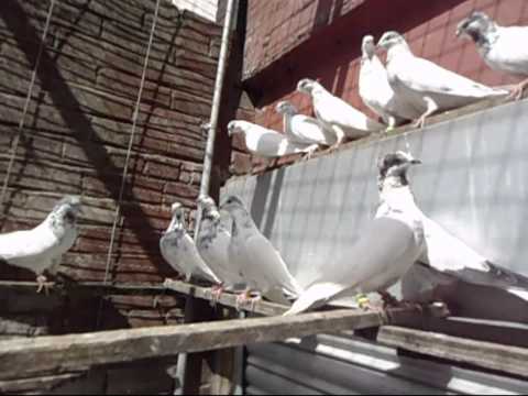 SAFDAR BUTT PAKISTANI PIGEONS