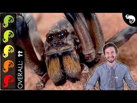 Giant Wolf Spider, The Best Pet Invertebrate?