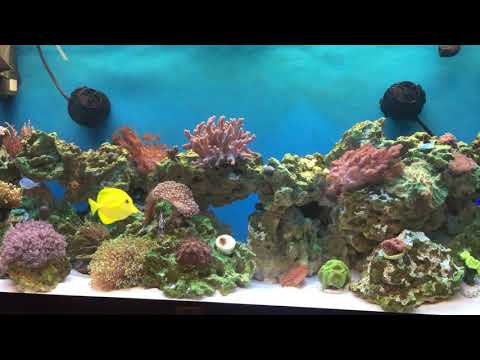 Akwarium morskie. 3 miesiące się kręci.