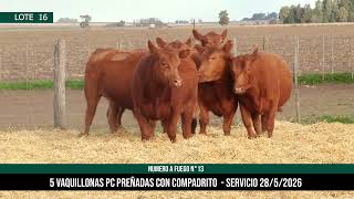 5 Vaquillonas PC Preñadas - Los Choles - Plaza Ganadera