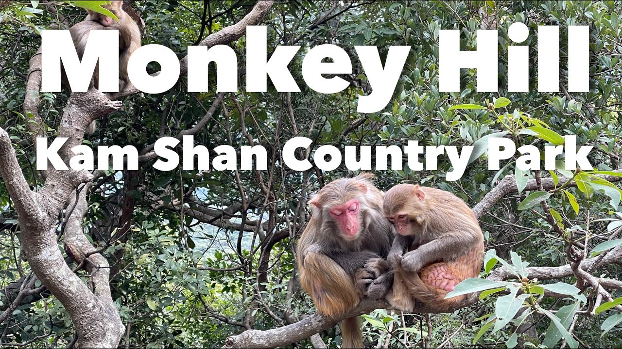 Walk through Monkey Hill and meet hundreds of monkeys in Kam Shan Country Park.