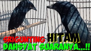 Download lagu Burung Srigunting Hitam Gacor Suaranya Unik Variasi || Burung Saeran Jawa Barat mp3