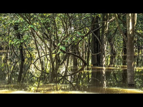 4000km auf dem Amazonas: rosa Delphine, bedrohter Regenwald, Manaus, indigene Völker.