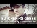 PREVIEW American Buff Goose Butchering