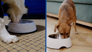 Plastic vs Metal Dog Bowls: Which is Better for Your Dog?