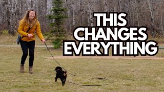The ONE Dog Training Game That Improves Engagement, Leash Walking, and Recall