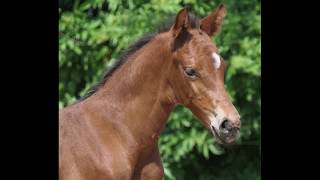Video von Casallo US