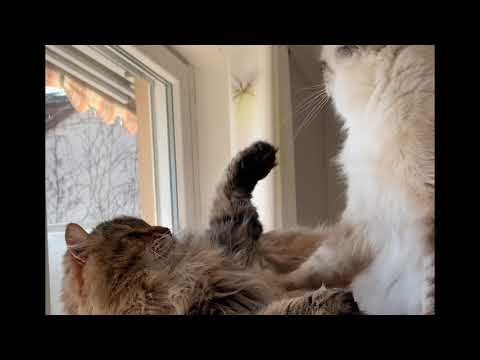 Siberian cat vs Birman cat