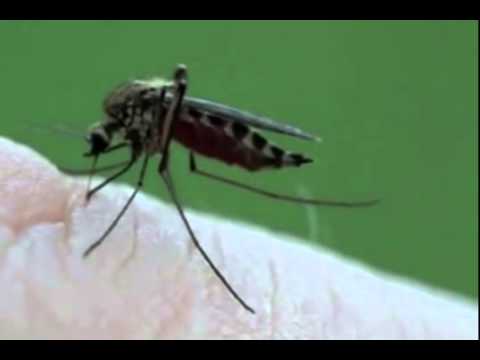 Aedes Albopictus, Tijgermug in actie